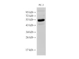 Chromogranin A Polyclonal Antibody Host Rabbit