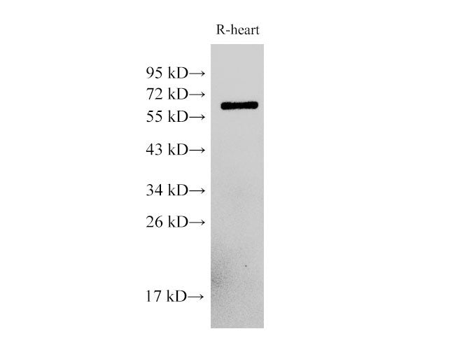 PDCD4 Polyclonal Antibody Host Rabbit