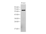 PDCD4 Polyclonal Antibody Host Rabbit