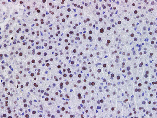 PDCD4 Polyclonal Antibody Host Rabbit