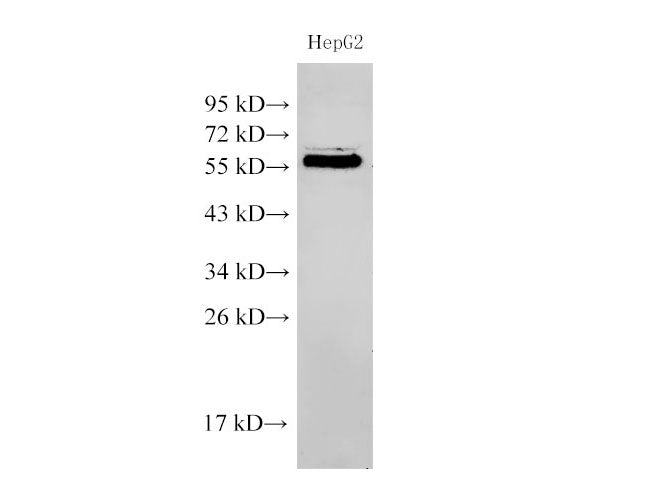 PDCD4 Polyclonal Antibody Host Rabbit