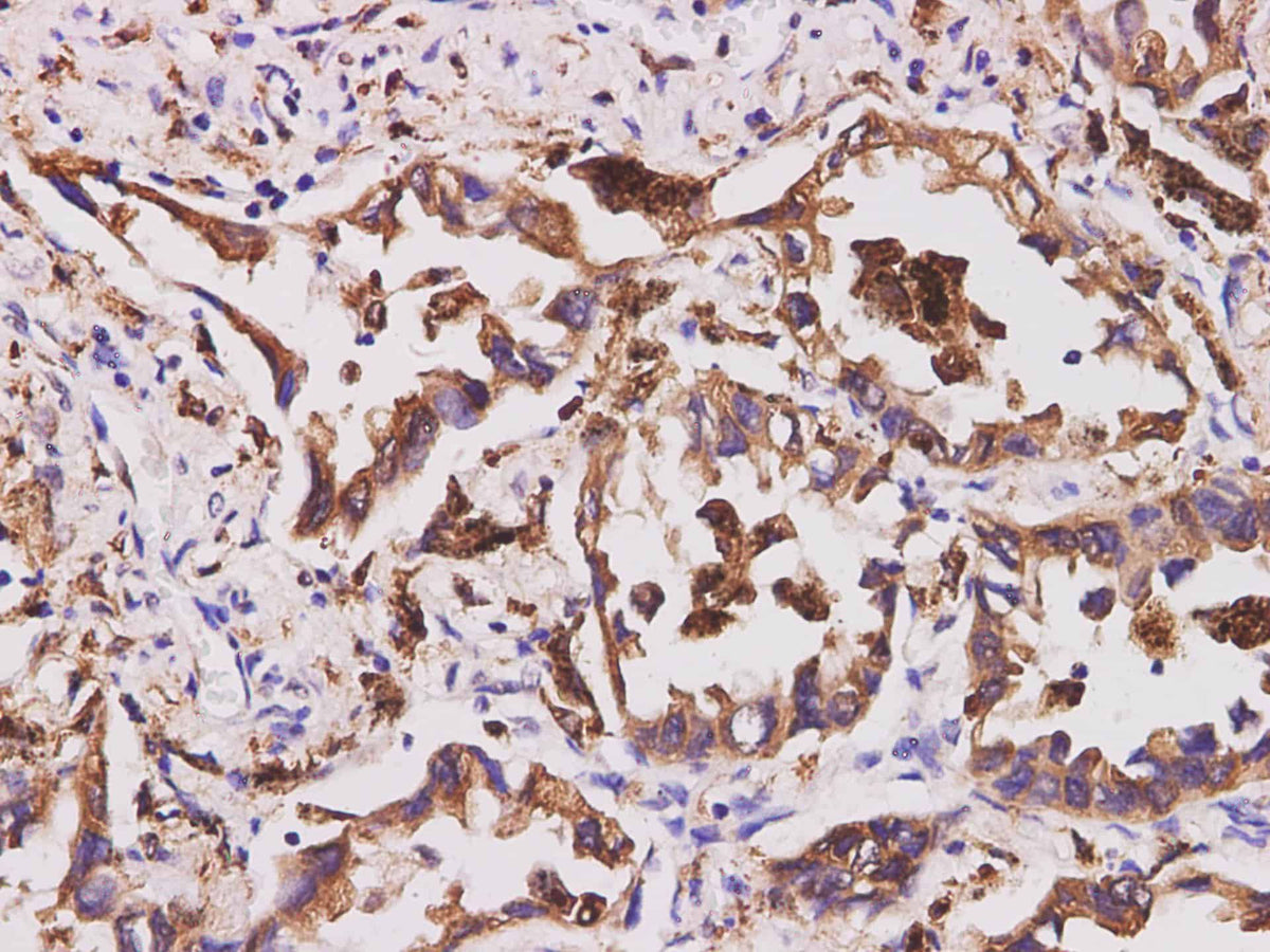 CD74 Polyclonal Antibody