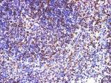 CD74 Polyclonal Antibody