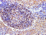 CD74 Polyclonal Antibody