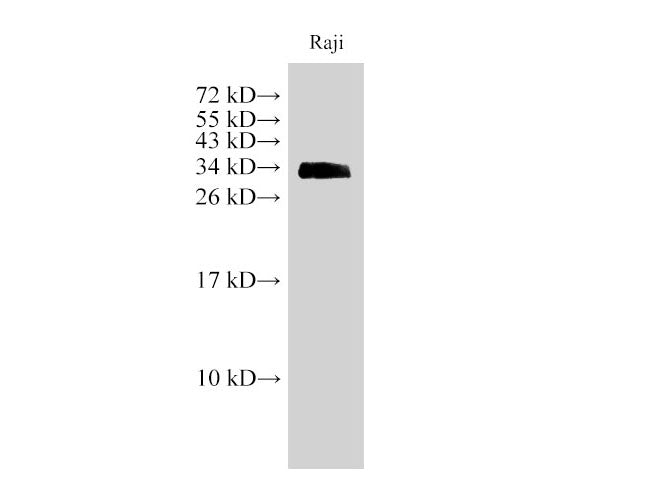 CD74 Polyclonal Antibody