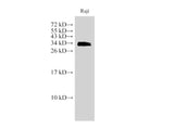 CD74 Polyclonal Antibody