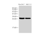 Galectin 3 Polyclonal Antibody Host Rabbit
