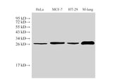 Galectin 3 Polyclonal Antibody Host Rabbit