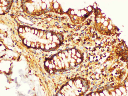 KLK6 Polyclonal Antibody Host Rabbit