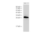 Galectin 3 Polyclonal Antibody Host Rabbit