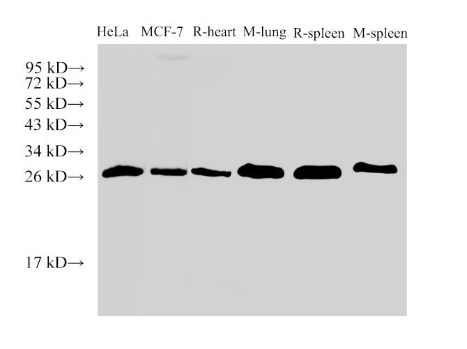 Galectin 3 Polyclonal Antibody Host Rabbit