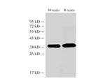 LDHC Polyclonal Antibody Host Rabbit