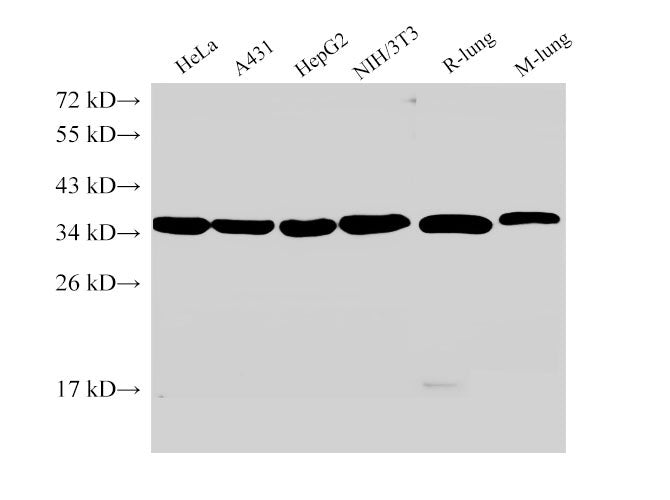 ANXA5 Polyclonal Antibody Reactivity Human