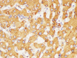 FGB Polyclonal Antibody Host Rabbit