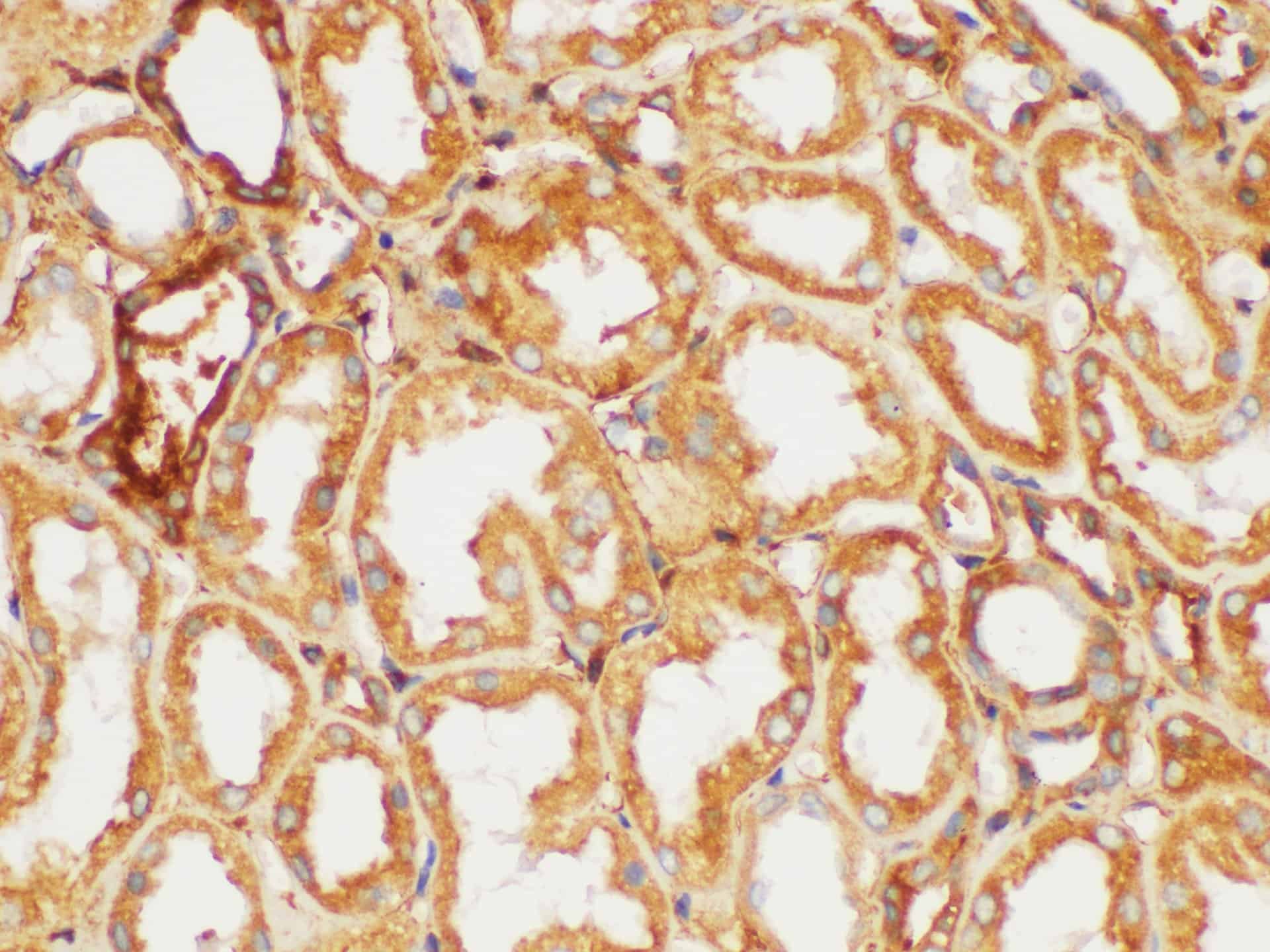 FGB Polyclonal Antibody Host Rabbit