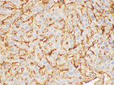 FGB Polyclonal Antibody Host Rabbit