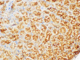 FGB Polyclonal Antibody Host Rabbit