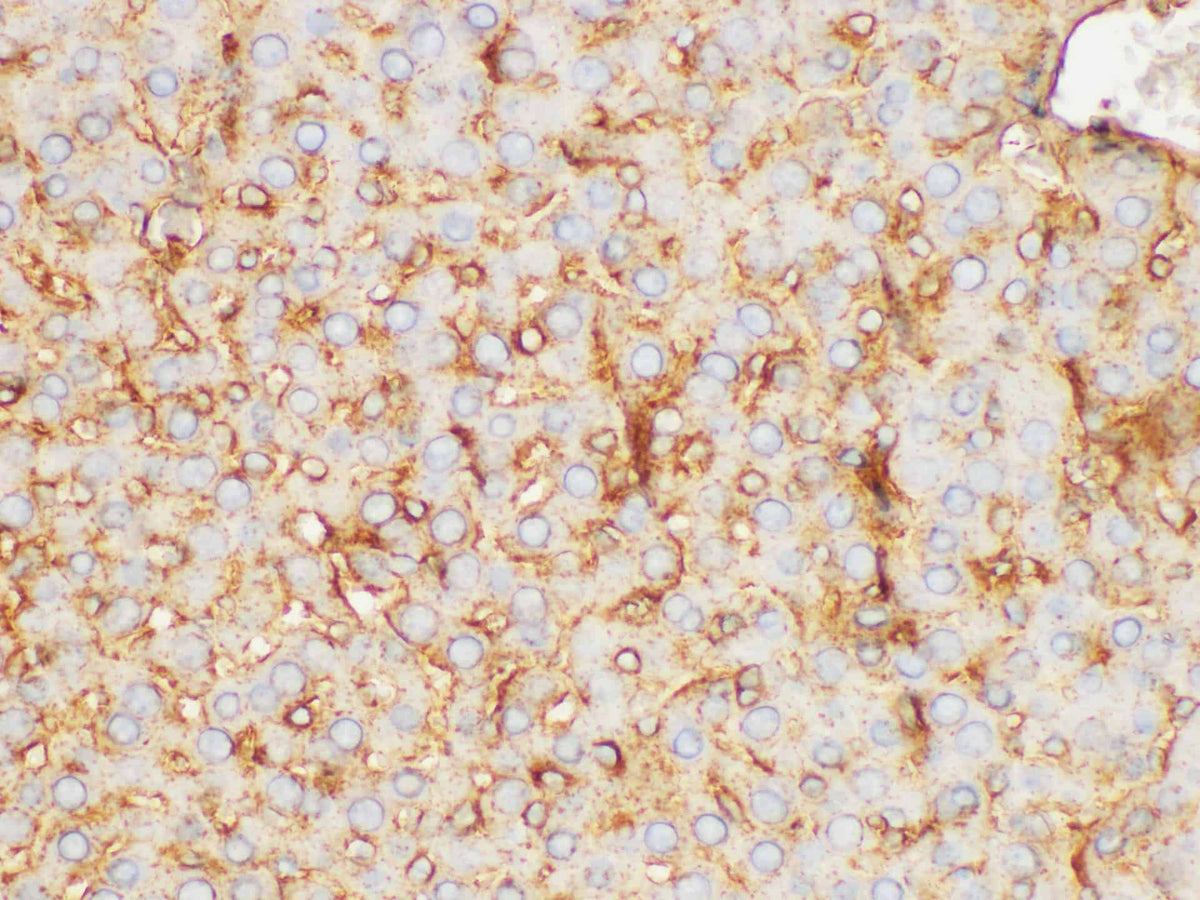 FGB Polyclonal Antibody Host Rabbit