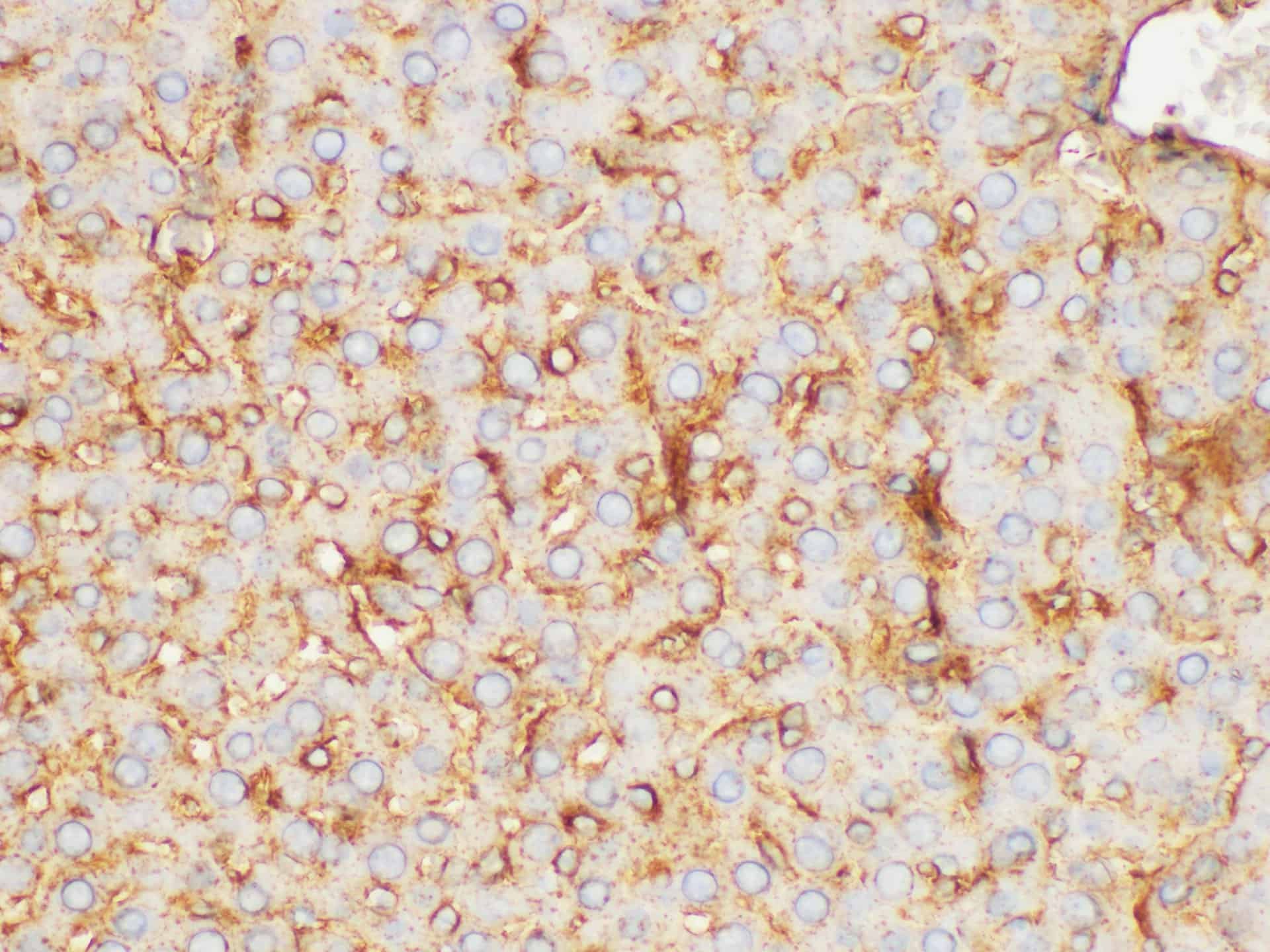 FGB Polyclonal Antibody Host Rabbit