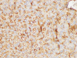 FGB Polyclonal Antibody Host Rabbit
