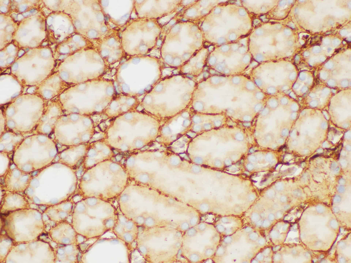 FGB Polyclonal Antibody Host Rabbit