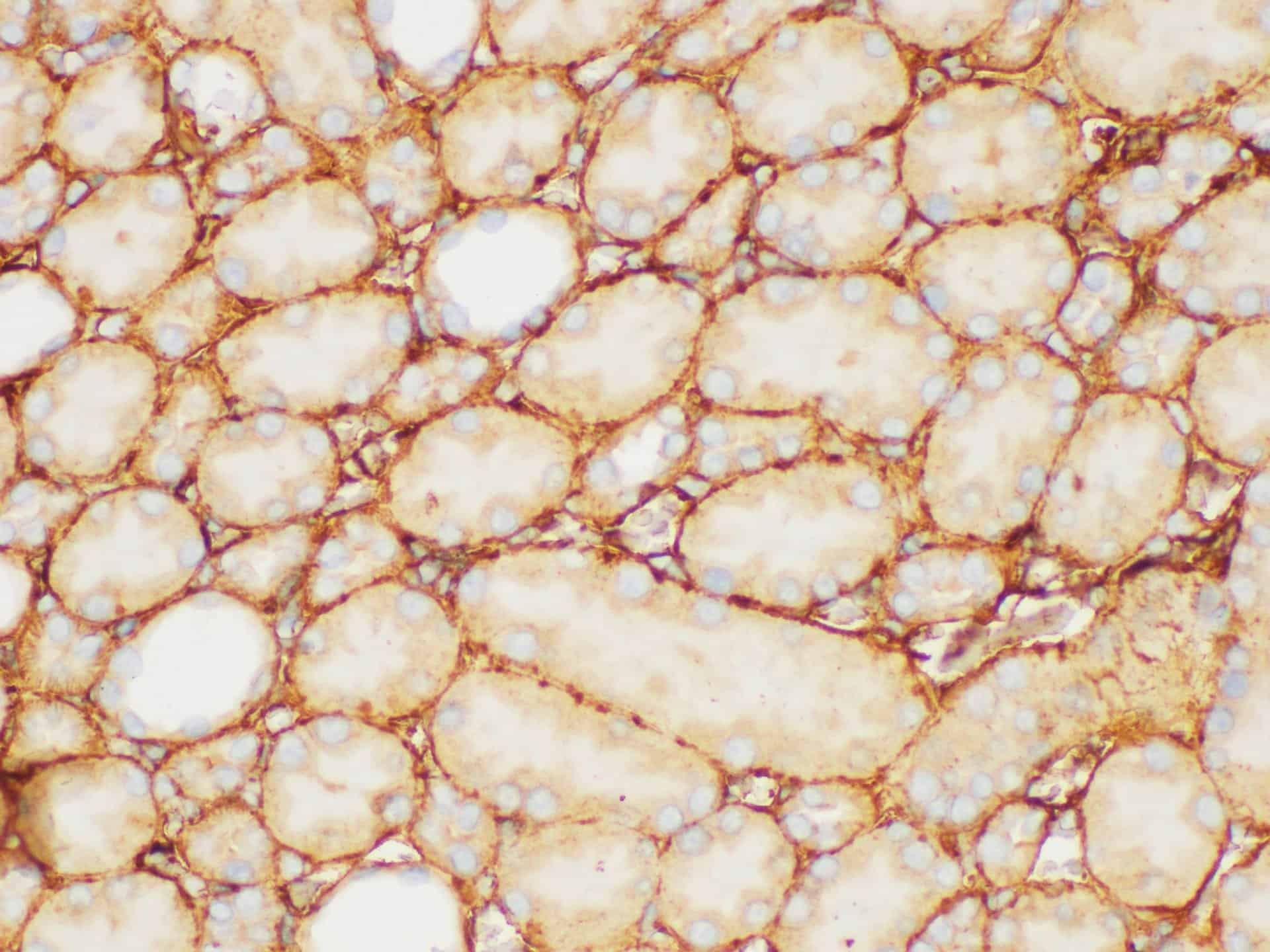 FGB Polyclonal Antibody Host Rabbit