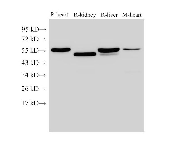 FGB Polyclonal Antibody Host Rabbit