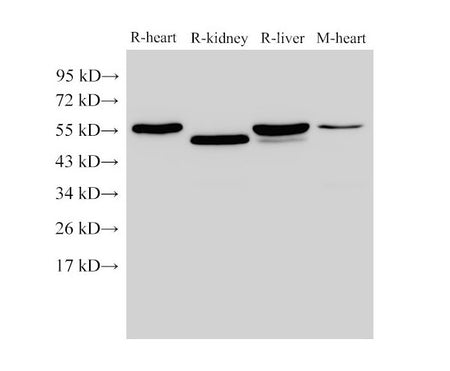 FGB Polyclonal Antibody Host Rabbit