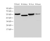 FGB Polyclonal Antibody Host Rabbit
