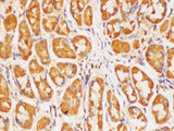HRAS Polyclonal Antibody Reactivity Mouse