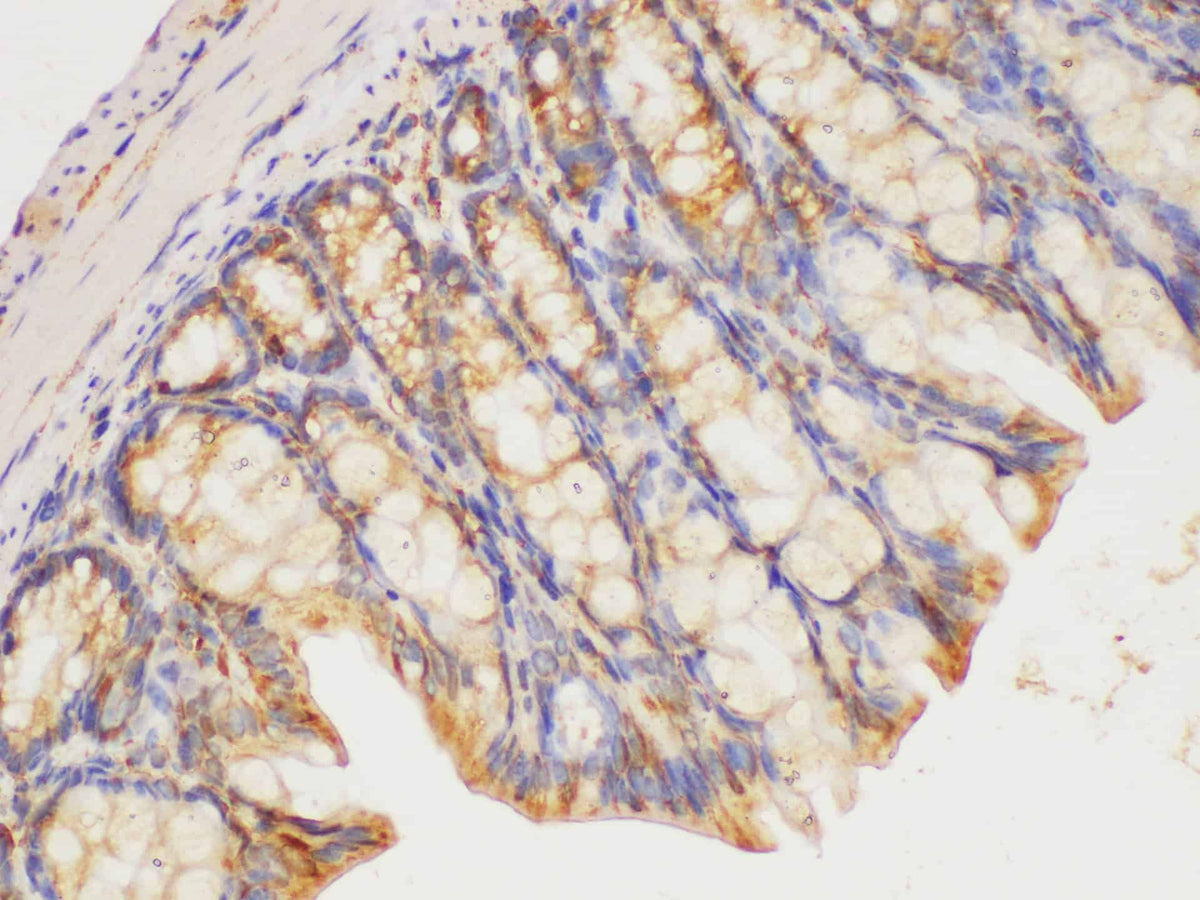 HRAS Polyclonal Antibody Reactivity Mouse