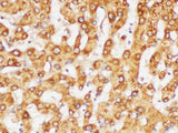 FGG Polyclonal Antibody Reactivity Rat