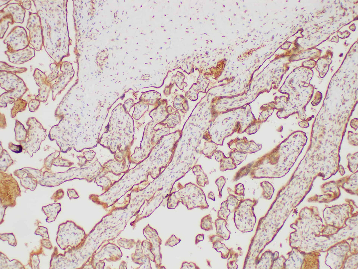 FGG Polyclonal Antibody Reactivity Rat