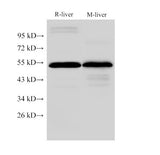FGG Polyclonal Antibody Reactivity Rat