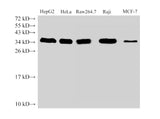 PCNA Polyclonal Antibody Host Rabbit