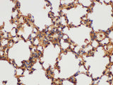 GSTp1 Polyclonal Antibody Host Rabbit