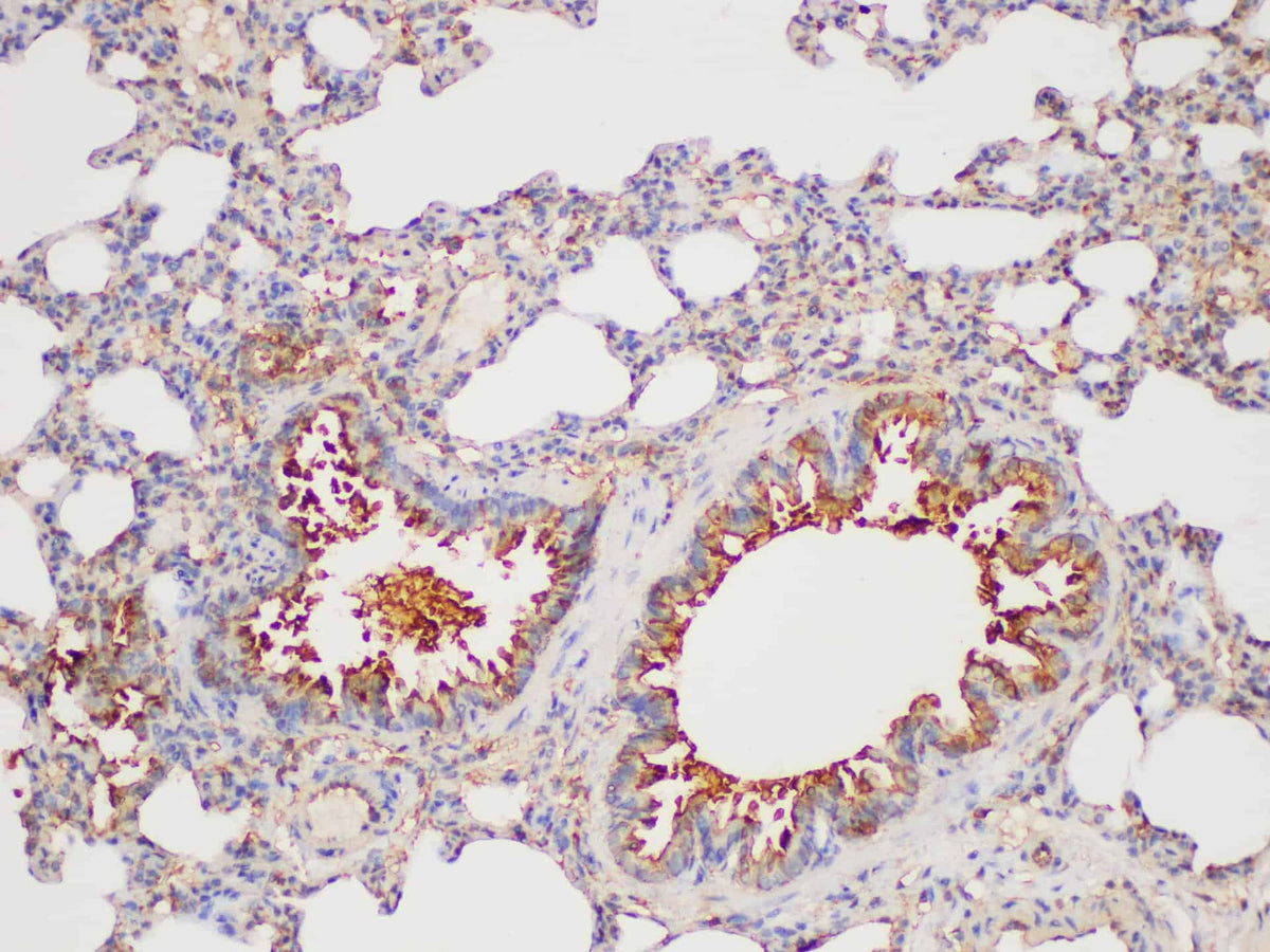 GSTp1 Polyclonal Antibody Host Rabbit