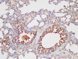 GSTp1 Polyclonal Antibody Host Rabbit