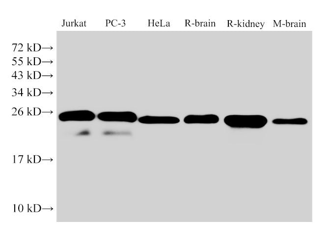 GSTp1 Polyclonal Antibody Host Rabbit
