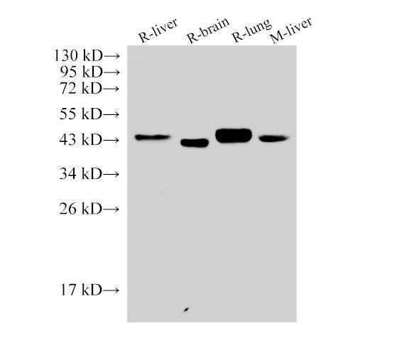 CD38 Polyclonal Antibody Host Rabbit