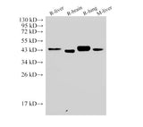 CD38 Polyclonal Antibody Host Rabbit