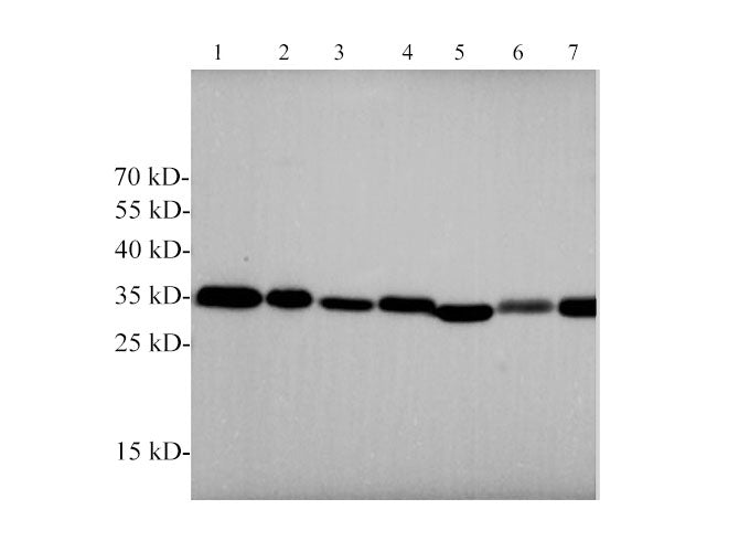 ANXA5 Polyclonal Antibody Host Rabbit