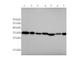 ANXA5 Polyclonal Antibody Host Rabbit