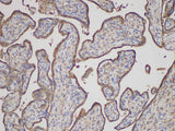 ANXA5 Polyclonal Antibody Host Rabbit