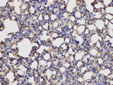 ANXA5 Polyclonal Antibody Host Rabbit