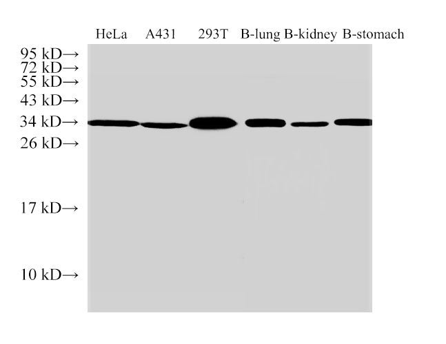ANXA5 Polyclonal Antibody Host Rabbit