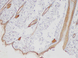 Serpinb2 Polyclonal Antibody Host Rabbit