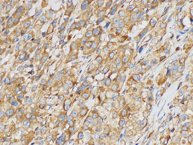 SERPINB2 Polyclonal Antibody Host Rabbit