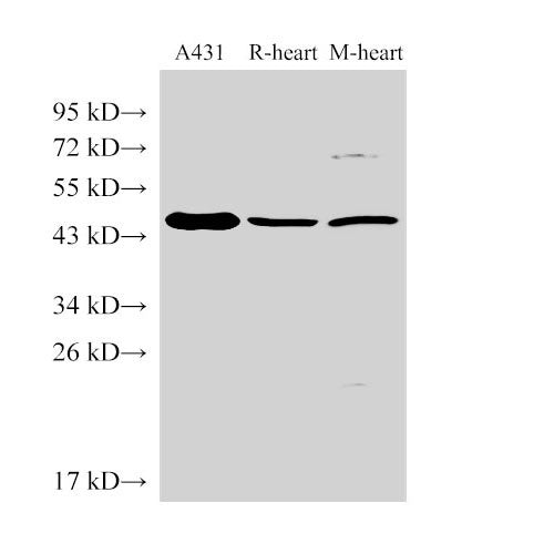 SERPINB2 Polyclonal Antibody Host Rabbit