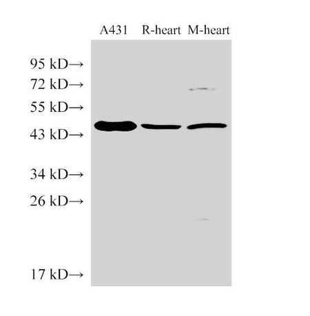 SERPINB2 Polyclonal Antibody Host Rabbit